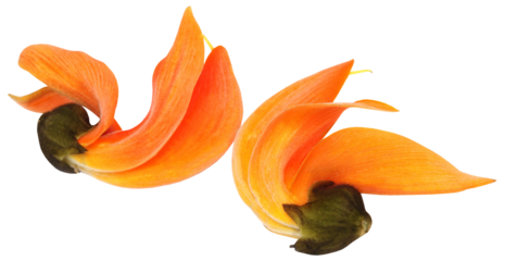 Butea Monosperma or Palash flower