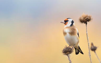 European goldfinch, Carduelis carduelis. A bird sits on a burdock. Placement of text