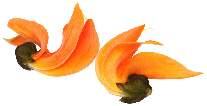 Butea Monosperma or Palash flower