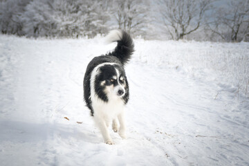 Tricolor border collie is running on the field in the snow. He is so fluffy dog.