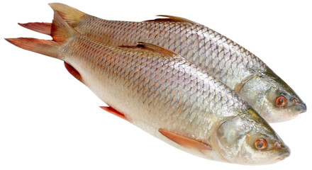 Popular Rohu or Rohit fish