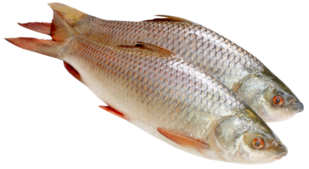 Popular Rohu or Rohit fish