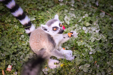 Lemur Kata is eating fruit, whitch he found on the floor.