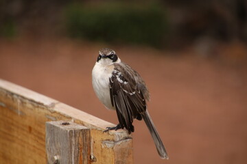 Galapagos mockingbird Galapagos Island, Ecuador, South America
