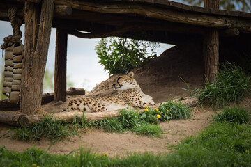 a cheetah sleeping in its enclosure. Spring day at the zoo