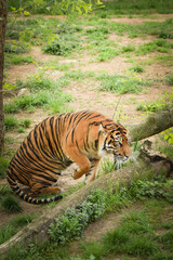 Asian tiger is going in zoo habitat. He is waiting for animal caretaker.