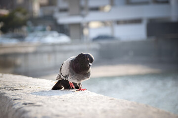 Pigeon is walking on the wall near to people he is looking for food.