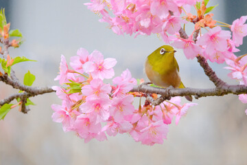 ピンク色の桜の花と野鳥のメジロ