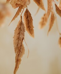 Simple wedding in church with Autumn decorations, autumn wedding. with warm nuances. detail close up