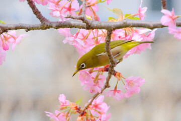 ピンク色の桜の花と野鳥のメジロ