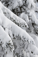 Thick white snow on fir tree branches
