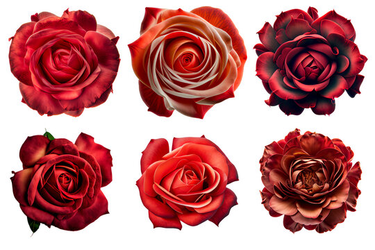 Assorted red roses on transparent PNG background. Flatlay top view of rose flowers. Floral graphic resources. Created with Generative AI technology.	
