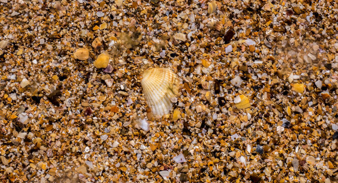 the texture of sand with shell