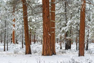 Ponderosa Pine In The Winter Covered In Snow
