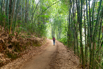 Fototapeta premium A scenic of the walkway through green bamboo trees in the fresh air. Amazing bamboo forest