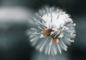 Close up of evergreen needles and pinecone buds on snow covered branch