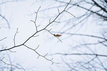 Looking up at single dried leaf clinging to a bare branch in winter