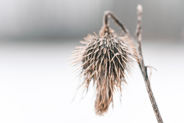 Close up of dried thistle flower