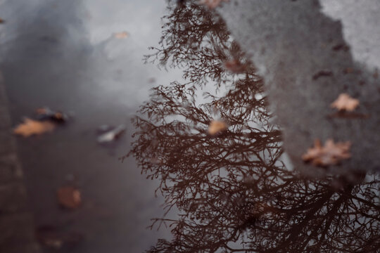 Reflection of trees in puddle with leaves whilst raining in Canada
