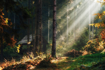 Beautiful autumnal forest in morning light.