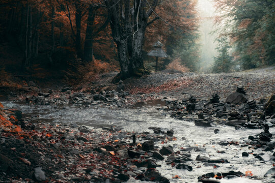 Beautiful autumnal forest in morning light.
