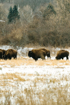 A herd of bison graze together in a field during winter