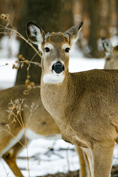 A male white-tailed deer buck looks directly into the camera