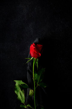 red roses with dark background