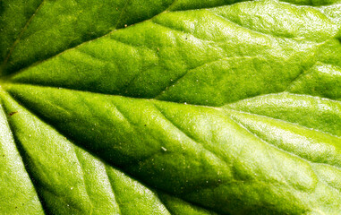 flowers in spring from close up with macro lens