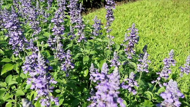 Footage of blossoming beautiful Lavenders with a swarm of bees collecting nectar