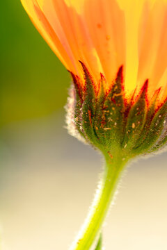 flowers in spring from close up with macro lens