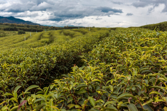 Scenic view of tea crops growing in a farm In Thailand.