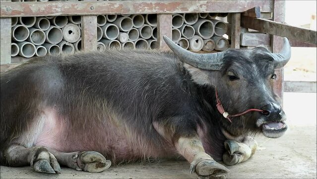 Footage of a Dwarf Buffalo Chewing the Cud, One of a Critically Endangered Species Nowadays