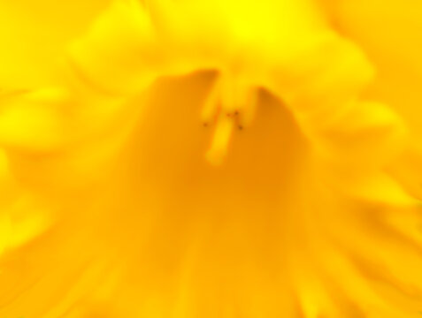 Abstract floral background material with macro photography and retouching of the trumpet-shaped texture of bright yellow daffodils.