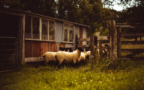 Sheep Pen huddle