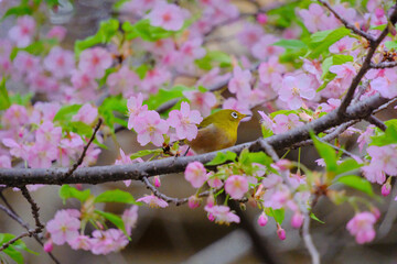 ピンク色の桜の花と野鳥のメジロ