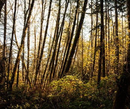 A group of young alder trees stand at the edge of a forest.