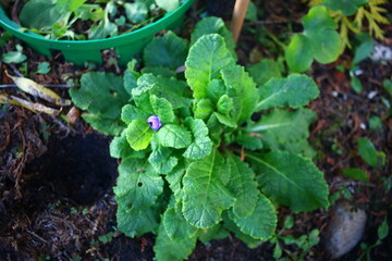 pierwiosnek bezłodygowy Belarina Amethyst Ice Primula vulgaris