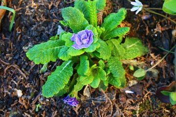 pierwiosnek bezłodygowy Belarina Amethyst Ice Primula vulgaris