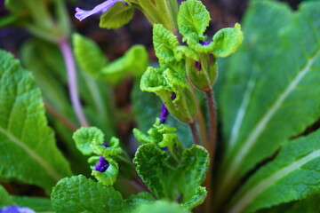 pierwiosnek bezłodygowy Belarina Amethyst Ice Primula vulgaris