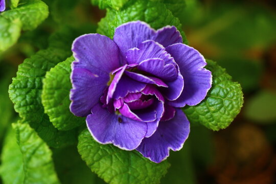 pierwiosnek bezłodygowy Belarina Amethyst Ice Primula vulgaris