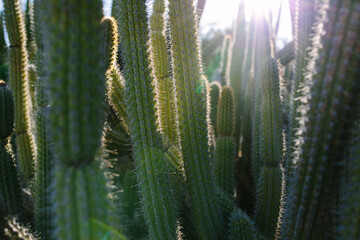 Backlit image of a cactus forest