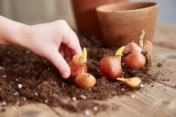 A child's hand takes a tulip bulb. Spring time.