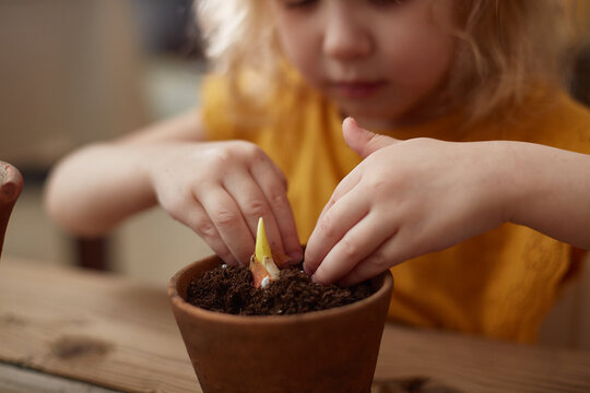 Planting a tulip bulb in a pot. Focus on the flower.