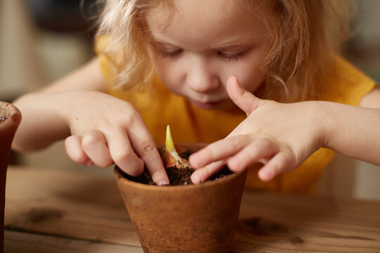 A little girl plants flower bulbs in pots indoors. Focus on th - Powered by Adobe