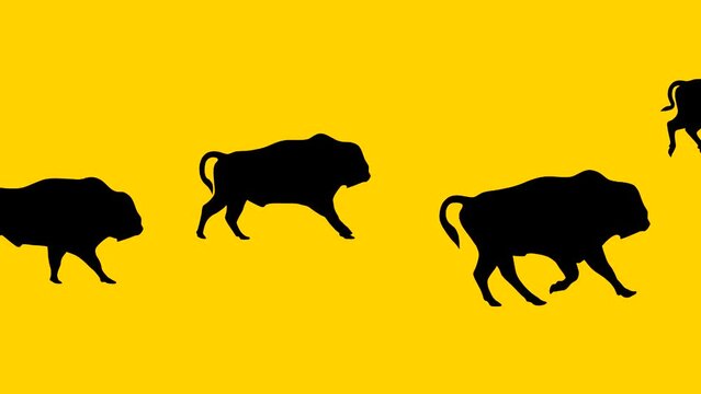 Galloping bisons, animation on the yellow background (seamless loop)
