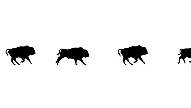 Galloping bisons, animation on the white background (seamless loop)