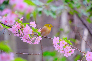 ピンク色の桜の花と野鳥のメジロ