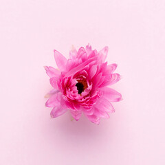 Flowers isolated, on white background, Design element.