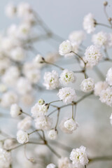 Gypsophila dry little white flowers with macro. - 578964890